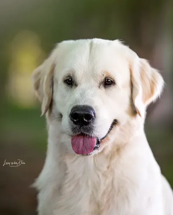 Douglas - Quantum of Solace v.d. Morning Valley